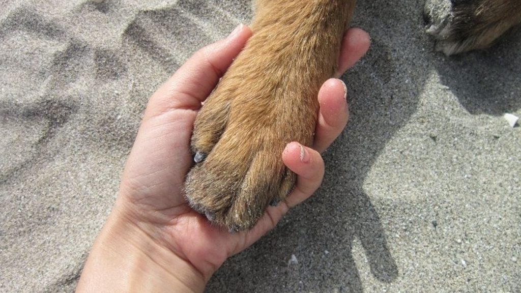 4b77jpyrqiaqapwdfvjo copy of nail file training part 2 paw handling 1