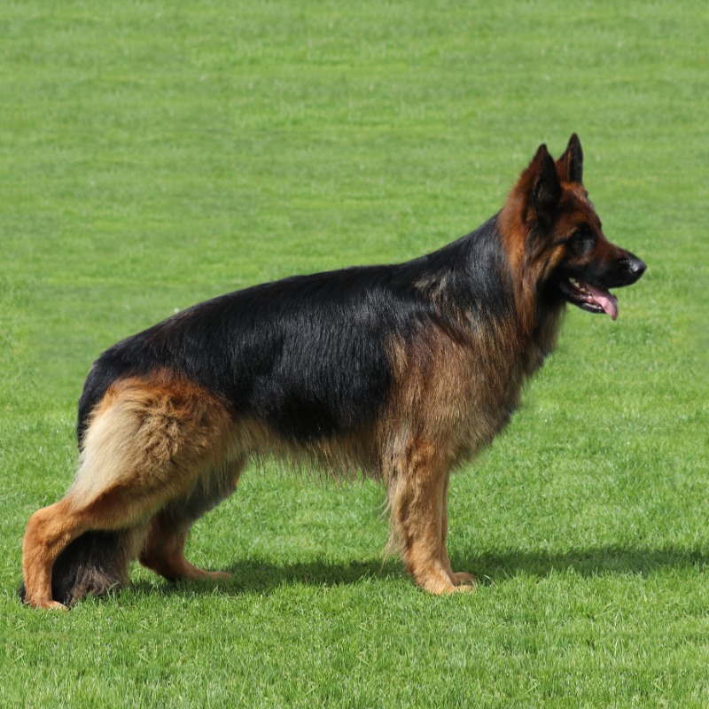 german shepherd dog (long stock coat) 01 adobe express