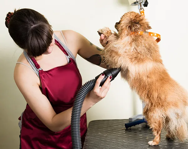 groomer hot salon 600px istock 638702532