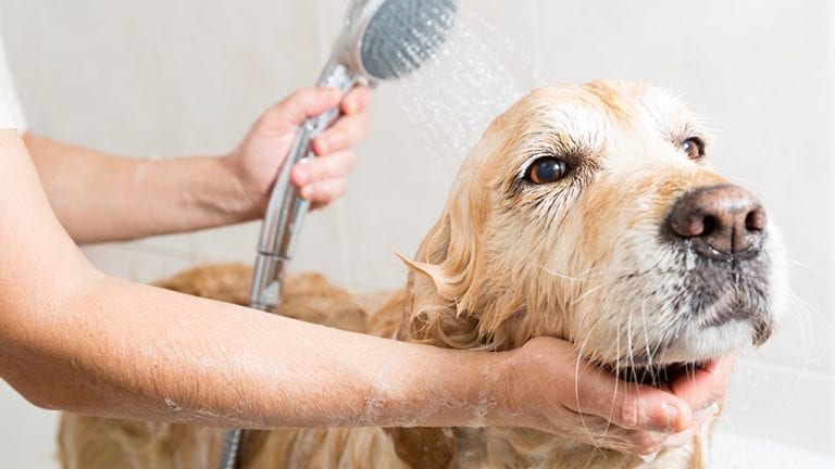 at home grooming calm dog during bath 768x432