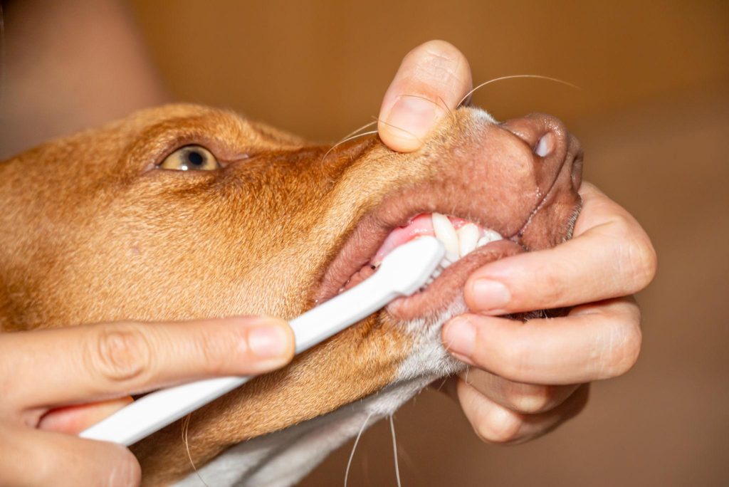kit dental para perros
cepillo y pasta dental perro