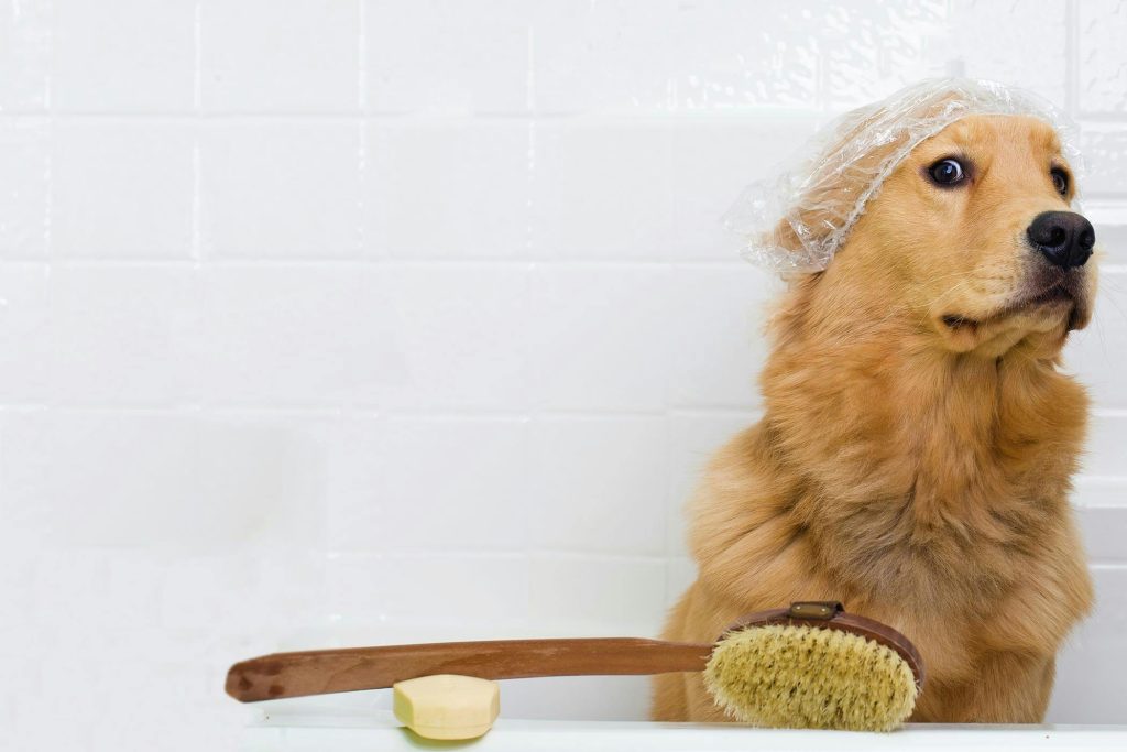 groom a scared dog