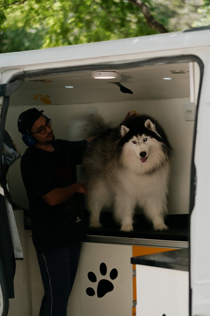 A Siberian Husky getting groomed by a pet groomer in a mobile grooming van.