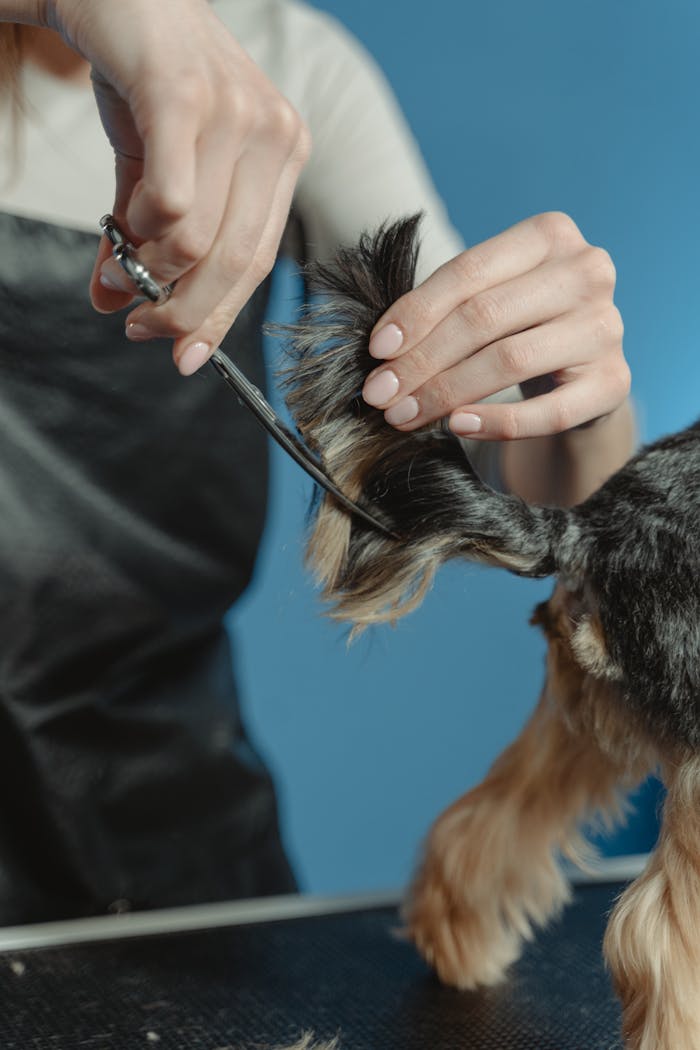 Close-up view of a groomer delicately trimming a dog's tail with scissors.