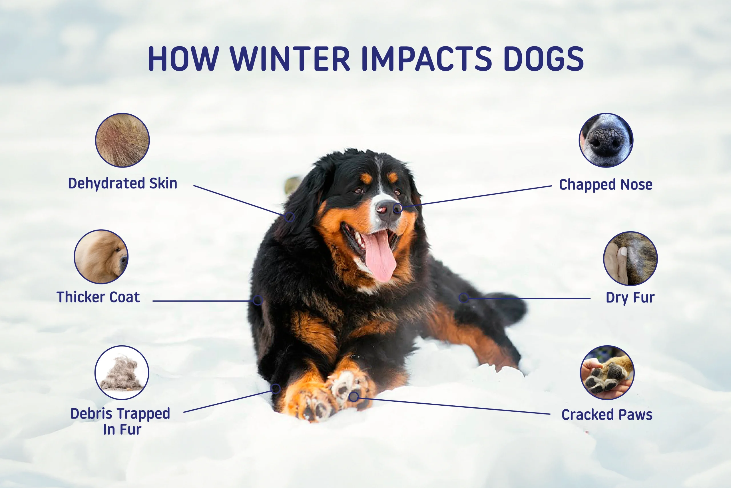 winter dog care tips final