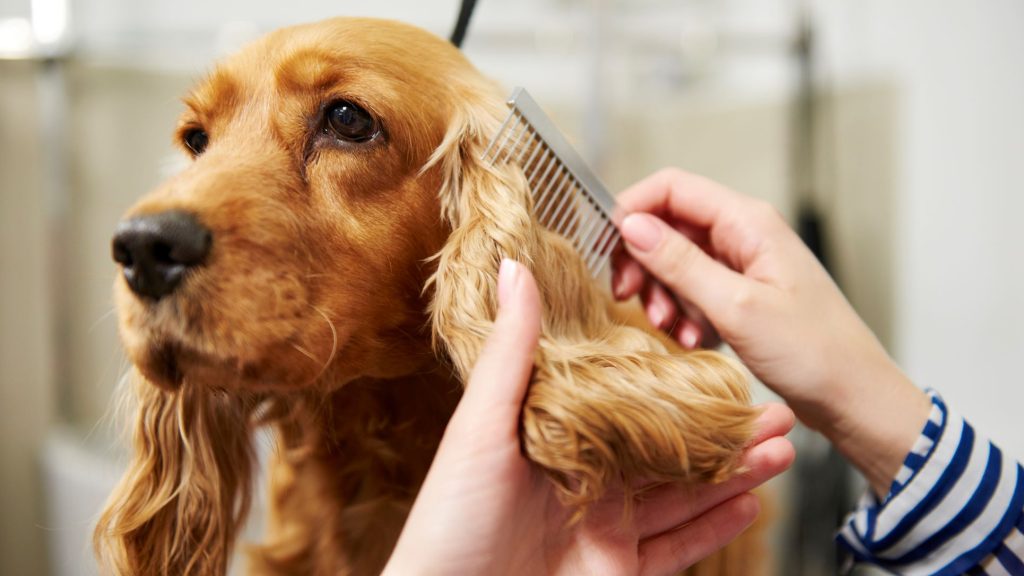 quitando los nudos que se forman en el pelo del perro
