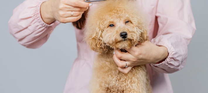 a veces es mejor que el pelo enredado lo quite una peluquera canina