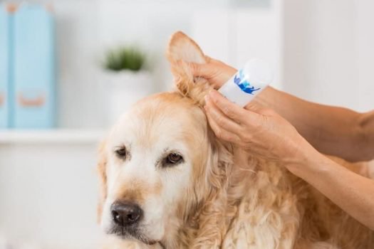 como limpiar las orejas a tu perro