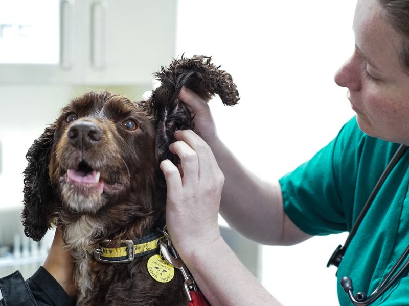 limpiar orejas en tu perro spaniel