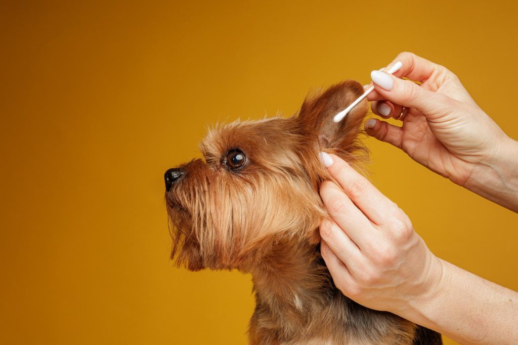 no usar bastoncillos para limpiar las orejas al perro