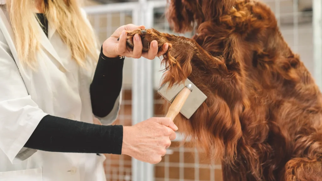 Los nudos en el pelo del perro son comunes